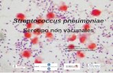 Presentación de PowerPoint · Streptococcus pneumoniae Carmen Ardanuy Servicio de Microbiología Hospital Universitario de Bellvitge Serotipo non vacunales
