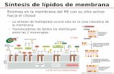 Síntesis de lípidos de membrana - esfunoes.fmed.edu.uy · Transporte a través de las membranas Permeabilidad de la bicapa lipídica: ... • Bombas (energía) ... • Atlas de