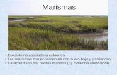 Marismas - ..: UABCfcm.ens.uabc.mx/~adriana/Biologica/index_files/22. Marismas y... · Marismas • Ecosistema asociado a estuarios. • Las marismas son ecosistemas con suelo bajo