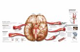 El infarto cerebral · Infografía: Mariano Zafra / EL MUNDO FUENTE: «Colección Ciba de ilustraciones médicas», «Atlas del cuerpo humano (Grijalbo)» y elaboración propia.