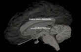 PARÁLISIS CEREBRAL - doctorpatricioguerra.cl Cerebral 2017.pdf · rn tiempo logro hitos dsm demencia pc deterioro perfiles evolutivos cuadros patologÍa neurolÓgica. importancia