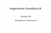 Ingeniería Genética II - ig2.blog.unq.edu.arig2.blog.unq.edu.ar/wp-content/uploads/sites/63/2014/07/Unidad-12.pdf · MutagénesisMutagénesis de genomas de genomas La manipulación