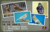 Diapositiva 1 - ..:: Club Ornitológico Palentino ::.. 16-04-15.ppsx · PPT file · Web view2016-09-15 · El canario bruno con factor de refracción no debe tener, ... La mutación