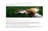 Perros veganos, nutrición compasiva - BehaveTech Publishingbehavetech.com/traduccion-vegan-dogs.pdf · Means to be Vegan 2nd edition (Gatos carnívoros obligatorios, perros, y lo