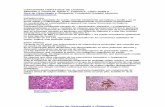 Carcinoma hepatoide de ovario - e-archivos.org hepatoide.pdf · tratamientos con antagonistas de la vitamina K.3 La producción de bilis y la presencia de queratina 7 /19 puede encontrarse