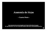 Anatomía de Hojas - botanicarum.weebly.combotanicarum.weebly.com/uploads/5/4/7/6/54762723/051_anatomia_de... · • Al igual que las xerofitas, mesofitas e hidrofitas han desarrollado,