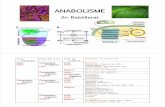 ANABOLISME - Biobel · ANABOLISME 2n Batxillerat Procariotes La majoria (font d’e-: nitrat, sufat, oxigen..) Protoctistes, fongs i animals O 2 Hetero-Procariotes Clostridi CO2 Auto-Compostos