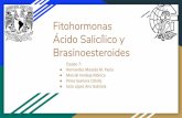 Fitohormonas Ácido Salicílico y Brasinoesteroidesmorfo-fisio-vegetal.yolasite.com/resources/Acido... · 2018-11-13 · Fitohormonas Ácido Salicílico y Brasinoesteroides Equipo