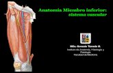 Anatomía Miembro inferior - anatomiahumana3d.comanatomiahumana3d.com/wp-content/uploads/2018/10/Vascular-MMII.pdf · Anatomía Miembro inferior: sistema vascular. Arterias de los
