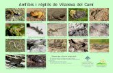 Amfibis i rèptils de Vilanova del Camí fileNo molestar, ni matar cap espècie d'amfibi o rèptil, totes són beneficioses. No contaminar els medis aquàtics. Evitar l'atropellament