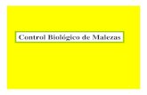 Control Biológico de Malezas - forestpestbiocontrol.info · han sido usados para el control de malezas acuaticas en estanques y canales Grass carp (Ctenopharyngodon idella) Grass