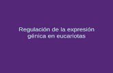Regulación de la expresión génica en eucariotas · Utilización de Drosophila melanogaster para estudios de expresión génica en eucariotas . ... Gen eyeless: cascada genética