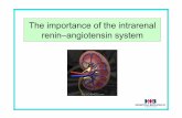 The importance of the intrarenal renin–angiotensin system · Sistema renina – angiotensina - aldosterona Regula Tensión arterial Balance de sal . En un principio se considero