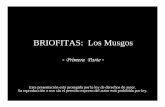 BRIOFITAS: Los Musgos - botanicarum.weebly.combotanicarum.weebly.com/uploads/5/4/7/6/54762723/... · BRIOFITAS: Los Musgos-Primera Parte-Esta presentación está protegida por la