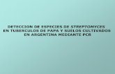 Presentación de PowerPoint - FBMC · Streptomyces scabies , con cadenas de esporas dispuestas en forma helicoidal, produce melaninas, pH óptimo entre 5.2 y 7. En Argentina fue reportada