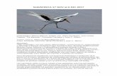 SUDÁFRICA 17 NOV al 6 DIC 2017 - reservoirbirds.com · - Para recorrer la zona de las Drakensberg estuvimos dos noches en Underberg, alojados en el Cedar Garden B&B (), un sitio