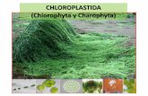 CHLOROPLASTIDA (Chlorophyta y Charophyta) · Chlorophyceae . Volvocaceae . Colonias esféricas 500 – 40000 células Cada colonia contiene un gran número de células somáticas