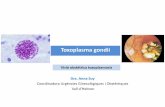 Visió obstètrica toxoplasmosis Dra. Anna Suy - academia.cat · 2.- diferents genotips T Gondii. En diferents parts del mon En diferents parts del mon Això pot explicar les diferències