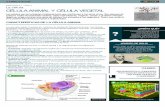 CAPÍTULO 5 / TEMA 3 La célula CÉLULA ANIMAL Y CÉLULA …elbibliote.com/libro-pedia/manual_csnaturales/4grado/capitulo5/pdf/4.5.3.pdf · La endosimbiosis es la asociación en la