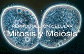 REPRODUCCIÓN CELULAR “Mitosis y Meiosis” · Reproducción celular y Mitosis Mitosis significa división del núcleo : Citodieresis o citocinesis ,significa división del citoplasma