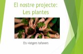 El nostre projecte: Les plantes - agora.xtec.cat · •Les plantes perceben les condicions del seu medi, com la llum, la temperatura o la humitat, i s'adapten responent a aquests