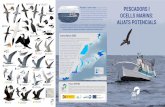 PESCADORS I OCELLS MARINS - seo.org¡minas-avesmarinas... · Projecte ZEPAMED SEO/BirdLife té entre les seves prioritats estudiar la relació entre ocells marins i pesca, i cercar
