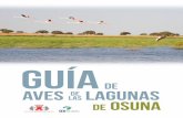 Guia de aves de Lagunas de Osunaosuna.es/.../.galleries/descargas/Guia-de-aves-de-Lagunas-de-Osuna.pdf · emergida ; en invierno frecuenta lagunas, embalses y marismas. Comportamiento: