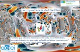 La importancia del biofilm - acici.cat importancia del biofilm.pdf · factores, modula su motilidad, la expresión de factores de virulencia y la formación de biofilms. Las bacterias