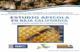 SECRETARIA DE FOMENTO AGROPECUARIO - OEIDRUS-BC · híbridos o en la producción de miel y una apicultura lúdica que se recrea simplemente en la observación y manejo. En fin, pocos