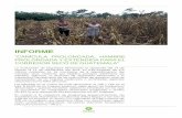 INFORME - reliefweb.int · informe “canÍcula prolongada, hambre prolongada y extendida para el corredor seco de guatemala” 2 ...