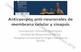 Anticuerpos anti-neuronales de membrana celular y sinapsis.labclin2016.pacifico-meetings.com/images/site/Ponencias_LabClin2016/Mi... · Anticuerpos anti-neuronales de membrana celular