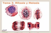Tema 3: Mitosis y meiosis - genetica.uab.esgenetica.uab.es/base/documents/genetica_gen/Tema 3 Mitosis y meiosis... · Dr. Antonio Barbadilla La base cromosómica de las leyes mendelianas