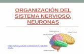 ORGANIZACIÓN DEL SISTEMA NERVIOSO. NEURONAS°Medio/Biología/Clase 2... · funciones superiores del sistema nervioso, tales como el lenguaje, razonamiento, aprendizaje. Conectan