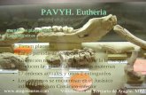 Eutheria: mamíferos placentados - aragosaurus.com PAVYH Eutheria.pdf · PAVYH. Eutheria • Tienen placenta • Largo período de gestación • Los recién nacidos se alimentan