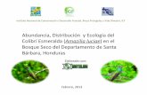 Abundancia, Distribución y Ecología del Colibrí Esmeralda ...faces.unah.edu.hn/sibsig/images/2013/Comunicaciones/Presentacin_colibr_3.pdf · El aislamiento natural que ocurre en