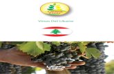 Vinos Del Líbano - libanofoods.com · Notas de mora y grosella negra dan al vino un carácter suave y complejo. Su sabor sedoso final lo convierte en un vino agradable y accesible.