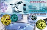 MICROBIOLOGIA I - microred.files.wordpress.com · Dos grandes grupos: Arqueobacterias y Eubacterias. Tienen grandes diferencias genéticas. Tinción de Gram Las bacterias se pueden