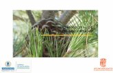 Presentación de PowerPoint - elboalo-cerceda-mataelpino.org · Cada inventario municipal del arbolado urbano deber ... árboles incluidos en el Catálogo Regional de Especies Amenazadas