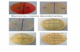 Bacterias contra desodorantes - agora.xtec.cat · 3.1. MORFOLOGÍA Su estructura es muy simple, a diferencia de las células eucariotas apenas tienen orgánulos, las funciones específicas