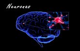 Neuronas - enfermeria-unitec2.webnode.es · A través de las neuronas se transmiten señales eléctricas denominadas impulsos nerviosos, los cuales son recibidos en las dendritas,