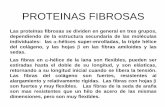 PROTEINAS FIBROSAS - iib.unsam.edu.ar · PROTEINAS FIBROSAS Las proteínas fibrosas se dividen en general en tres grupos, dependiendo de la estructura secundaria de las moléculas