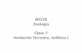 B0218 Zoología Clase 7 Ambiente Terrestre, Anfibios Ibiologia.ucr.ac.cr/profesores/Chavez Gerardo (Cachi)/B0218 Zoologia II... · En los sarcopterigios y primeros tetrápodos pudieron