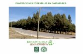 PLANTACIONES FORESTALES EN CAJAMARCA - bcrp.gob.pe · 23 especies nativas, siendo la que mejores resultados ha tenido en todo el proceso el Aliso (Alnus acuminata). El proyecto tiene