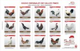 gallos-finos · Son gallos muy fuertes que golpean muy duro, algunos de patas verdes y generalmente en varios tonos de colorado. EE.UU ALBANI Ejemplar de buena estampa y tren de pelea,