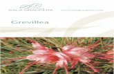 grevillea para eps1 - Vivers Sala Graupera · port i el fullatge, constitueixen un dels grans atractius d'aquest gènere, que pot considerar-se com de plantes de flor. La floració