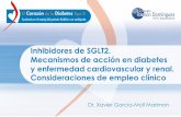 Inhibidores de SGLT2. Mecanismos de acción en diabetes y ... 5_Dr XGMoll.pdf · Inhibidores de SGLT2. Mecanismos de acción en diabetes y enfermedad cardiovascular y renal. Consideraciones