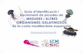Guia d’identificació i tractament de picades de MEDUSES i ...icmdivulga.icm.csic.es/icm/extracte-Protocols_meduses_2018_catalan.pdf · D’acord amb la literatura científica publicada