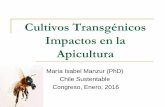 Cultivos Transgénicos Impactos en la Apicultura · Trigo X Remolacha X X X X X X ... dictaminó en septiembre de 2011, que la miel que contenga trazas de polen transgénico deberá