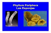 Phyllum Poriphera Las Esponjas - UABCfcm.ens.uabc.mx/~vzavala/esponjas_acuic.pdf · • Son los animales multicelulares (metazoos) más sencillos. • Sésiles y poseen poros en todo