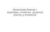 Diversidad Animal I: esponjas, cnidarios, gusanos planos y ......•La mayoría marinos con etapas de pólipos y/o medusas. Ej. Hydra, Obelia, guerrero portugués Hydra . Ver laminillas